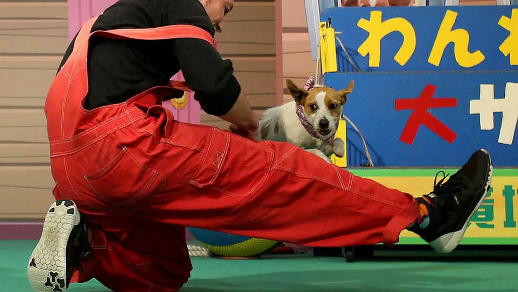 Hund und Halter hüpfen Rekord entgegen, um Bewusstsein für ausgesetzte Tiere zu schaffen