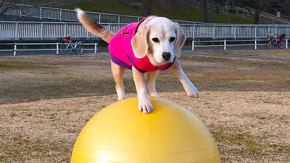 Purin der talentierte Beagle