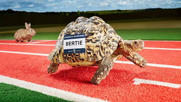 Rekordhalter-Profil-Video: Bertie, die schnellste Schildkröte