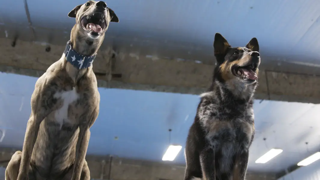 Video: Diese zwei Adoptiv-Hunde vollbringen wahre Meisterleistungen