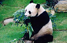 Der älteste Panda der Welt Jia Jia feiert ihren 37. Geburtstag mit zwei neuen Rekordtiteln