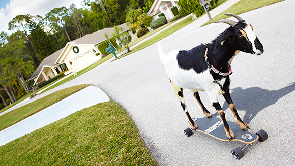 /HappytheGoat-main.jpg