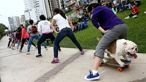 longest-human-tunnel-travelled-through-by-a-skateboarding-dog-header-2