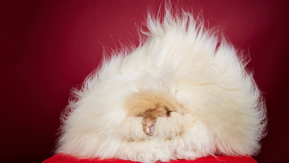 Franchesca-Longest-Fur-On-A-Rabbit-main