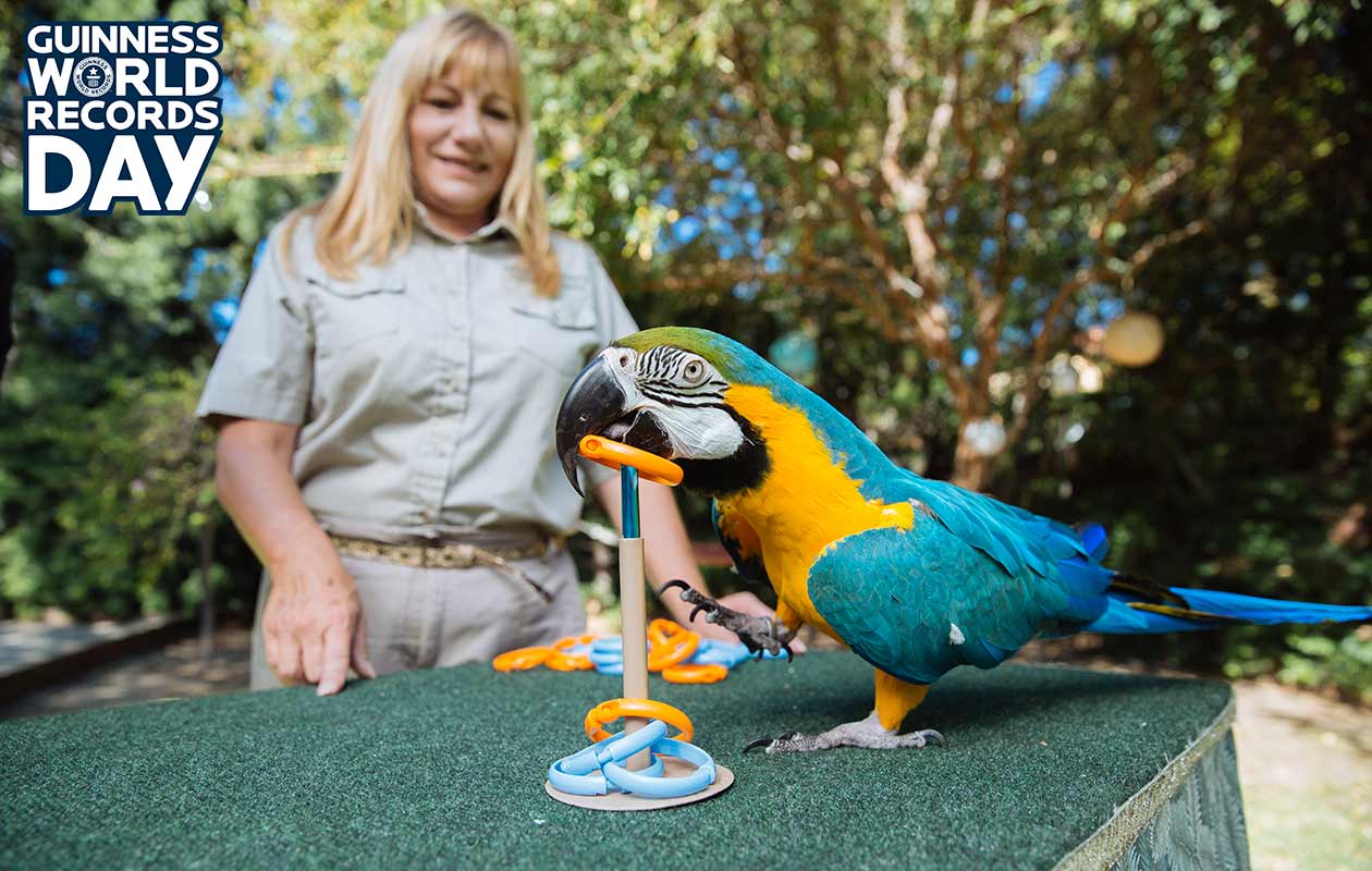 Most rings placed on a target by a parrot in one minute header