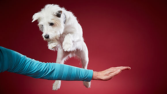 Smurf Most tricks performed by a dog in one min header